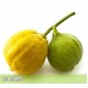 Bergamot-佛手柑